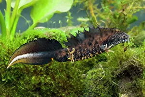 Pond Collection: Great Crested Newt - Single adult male photographed underwater, Wiltshire, England, UK