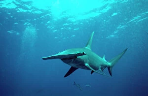 Bahamas Collection: Great Hammerhead Shark - Science is still trying to discover the real reason for the strange head