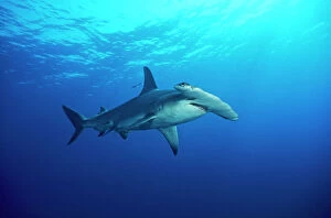 Bahamas Collection: Great Hammerhead Shark - side view Bahamas