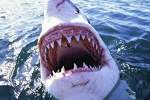 Facing Gallery: Great White / White / White Pointer SHARK - C/U MOUTH