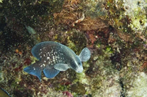 Bonaire Gallery: Greater Soapfish (Rypticus saponaceus)