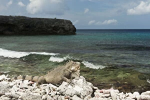 Bonaire Gallery: Green Iguana (Iguana iguana) on Beach, Slagbaai