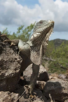 Bonaire Gallery: Green Iguana (Iguana iguana), Slagbaai National