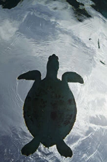 Bonaire Gallery: Green Turtle (Chelonia mydas), Bonaire