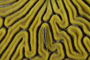 Bonaire Gallery: Grooved Brain Coral (Diploria labyrinthiformis)