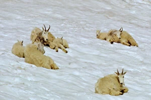 Females Collection: Group of Mountain Goat nannies with kids staying cool on mountain snowpatch. Washington. USA Summer