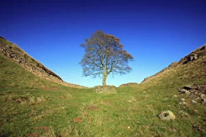 Ruin Collection: Hadrian's Wall - Sycamore Gap, beside Steel Rig, Northumberland National Park, autumn, England