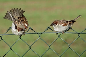 Fences Collection: House Sparrows - 2 Males fighting on garden fence Lower Saxony, Germany