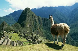 Archaeology Collection: Llama FG 8898 Photographed at Machu Picchu, Peru. Lama glama © Francois Gohier / ARDEA LONDON