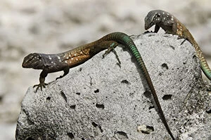 Bonaire Gallery: Male Bonaire Whiptail Lizard (Cnemidophorus)