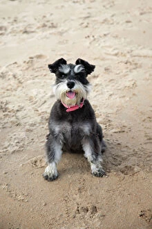 Beach Gallery: Mini Schnauzer Dog - on beach
