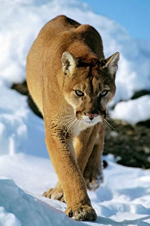 Walking Collection: Mountain lion / cougar / puma - in winter. Western U. S. A MR454