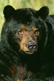 Facing Gallery: North American Black BEAR - Adult male, close-up