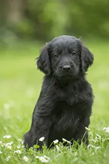 Flat coated retriever breeders midwest sale