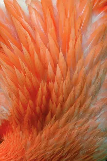 Flamingo Gallery: Pink feather pattern on back of flamingo, Florida
