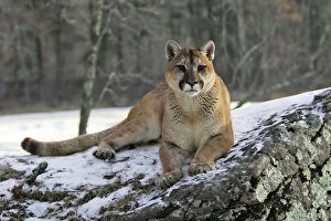 Facing Gallery: Puma ; Cougar