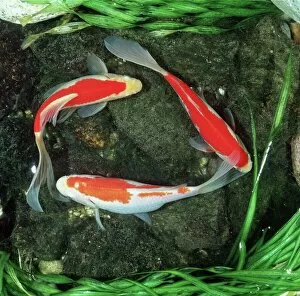 Pond Collection: Red COMET GOLDFISH - 3, from above