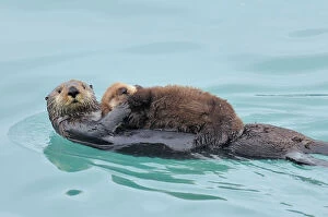 Coast Gallery: Sea Otter (Enhydra lutris)