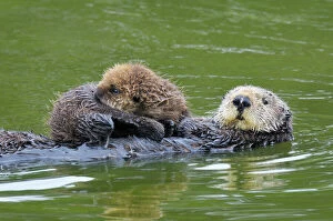 Coast Collection: Sea Otter - mother carrying young (under three weeks) pup - Monterey Bay - USA _C3A5900