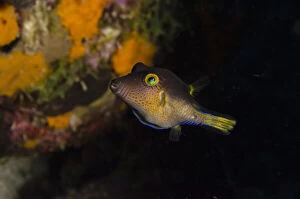 Bonaire Gallery: Sharpnose Puffer (Canthigaster rostrata)