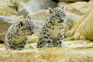 Stone Collection: Snow Leopards - cubs
