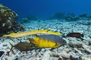 Bonaire Gallery: Spanish Hogfish (Bodianus rufus), Trumpetfish