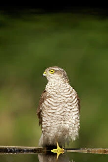Facing Gallery: Sparrowhawk - Female at forest pool