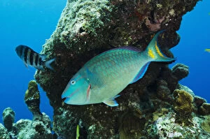 Bonaire Gallery: Stoplight Parrotfish (Sparisoma viride)