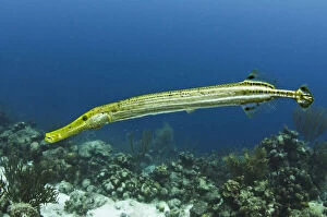 Bonaire Gallery: Trumpetfish (Aulostomus maculatus), Bonaire