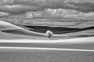 Refreshing Gallery: USA, Idaho, Palouse Country, Lone tree and Infrared