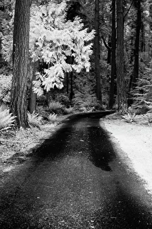 Refreshing Gallery: USA, Washington State, Skagit Valley, Country backroad