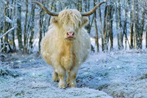 VG-5765-M1 Scottish Highland Cow - in snowy scene wearing a Christmas hat