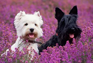 Scotch sales highland terrier