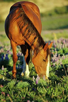 Appaloosa horse in ranch, Martinsdale, Montana, USA