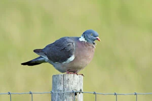 Fences Collection: Woodpigeon - on fence post, Texel, Holland