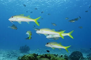 Bonaire Gallery: Yellow Goatfish (Mulloidichthys martinicus)
