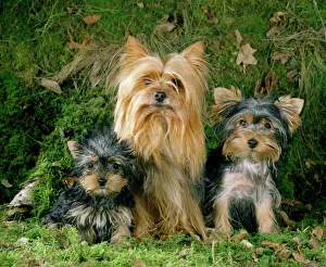 Irresistible yorkies sales