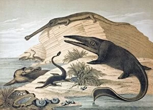 Reconstruction Gallery: 1862 British prehistoric marine reptiles
