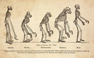 Darwin Collection: 1863 Huxley from Ape to Man, age-toned
