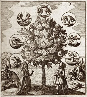 Alchemical tree, Philosophia reformata