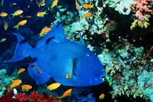 Egypt Collection: Blue triggerfish