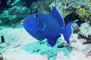 Egypt Collection: Blue triggerfish