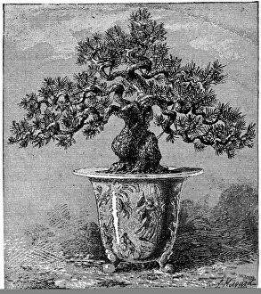 Tree Collection: Bonsai dwarf pine, 1889 C013 / 8769