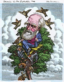 Darwin Collection: Charles Darwin in his evolutionary tree