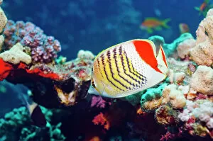 Egypt Collection: Crown butterflyfish