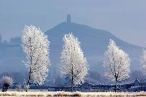 Country Side Collection: Frost-covered trees and Glastonbury Tor