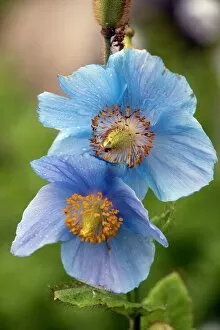 Nepalese Collection: Himalayan poppy (Meconopsis grandis)