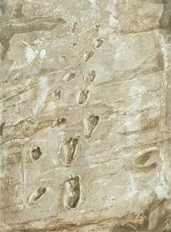Pre Historic Collection: Laetoli fossil footprints