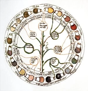 Medieval Collection: Medieval urine wheel