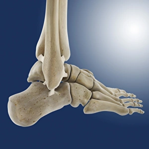Oblique Gallery: Outer ankle ligaments, artwork C013 / 4452